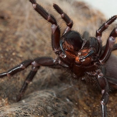 Close up and terrifying: the deadly funnel web spider (Credit: Dr David Wilson).